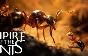 蚂蚁帝国/Empire of the Ants/支持网络联机
