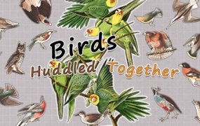 挤在一起的鸟鸟/Birds Huddled Together